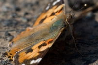 La Belle-Dame (Lpidoptre - Nymphalidae - Vanessa cardui)